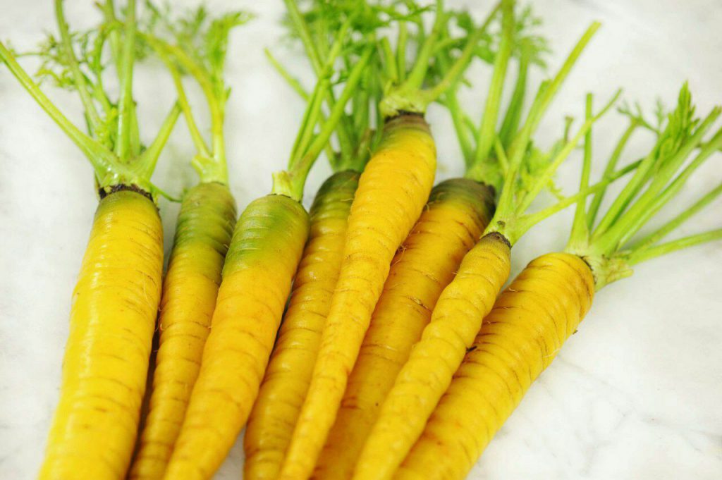 زردک – شفابخش طب – محصولات گیاهی – طب اسلامی