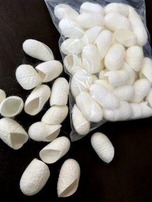 پیله ابریشم